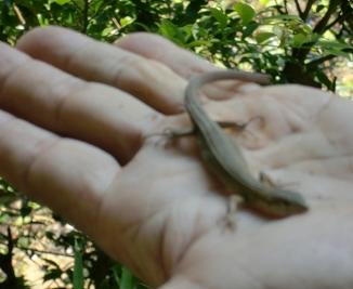 信太山湿地帯の生き物を調べる
