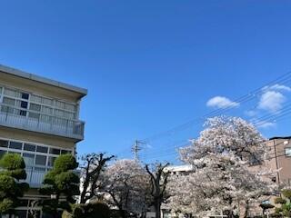 桜④.jpg