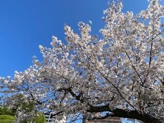 桜③.jpg