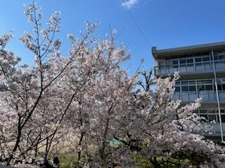 桜①.jpg