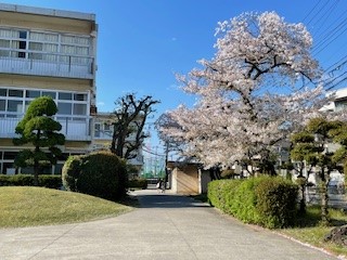 桜⑥.jpg