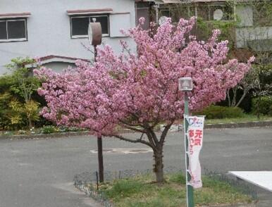 茨高の自然１３_笹部桜.jpg