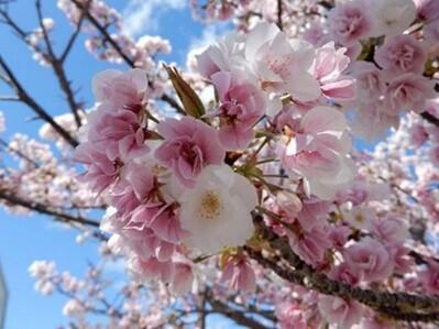 茨高の自然１２_笹部桜.jpg
