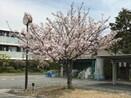 茨高の自然１１_笹部桜.jpg