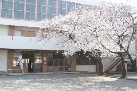 下足前の桜.JPG