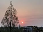 とんがりの木と夕日.jpg