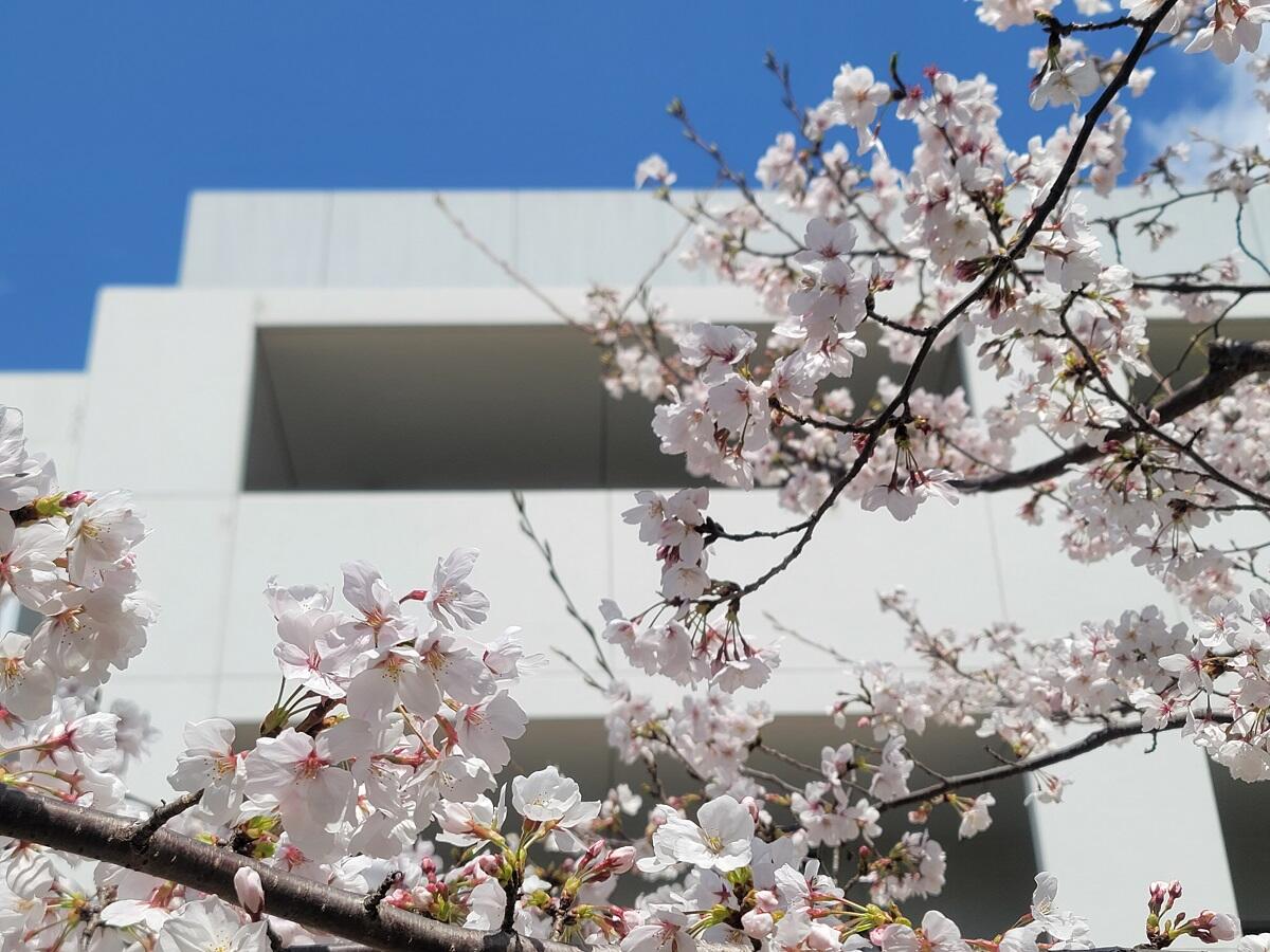 寄宿舎桜02.jpg