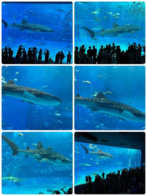 ⑩ー5IMG_9266.jpg