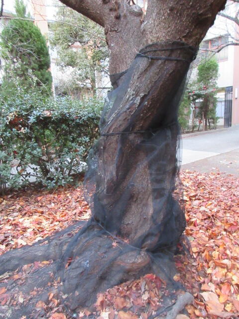 IMG_1616.JPG