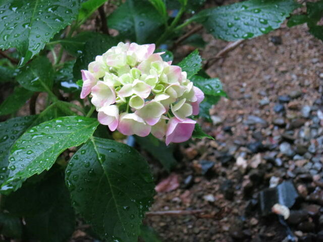 紫陽花（あじさい）も咲き始めています。