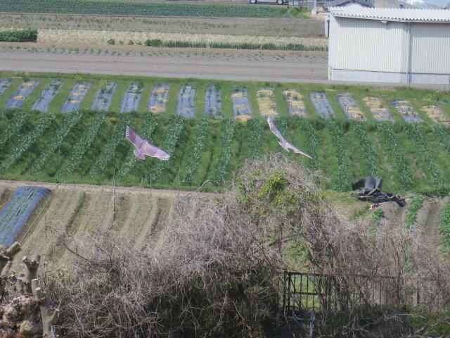 学校の周りの田畑も・・・大きな鳥が・・