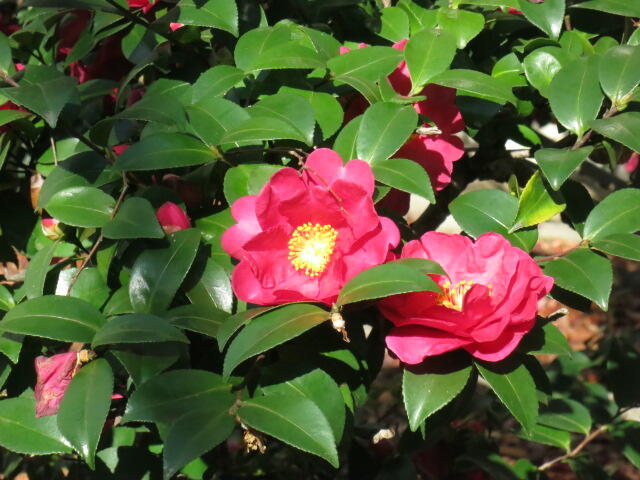椿の花も見ごろを過ぎようとしています。