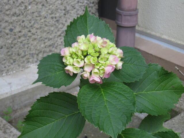IMG_3785.JPG