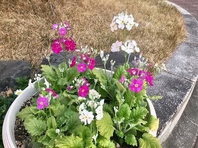 卒業生に贈る(校庭の花)