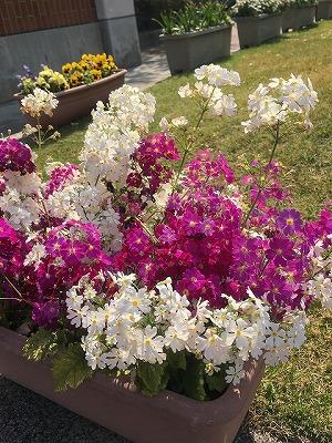 花の綺麗な学校です。