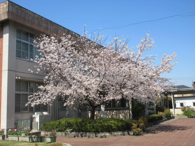本校の桜が満開です。