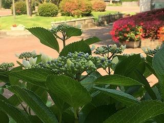 6月に入りました