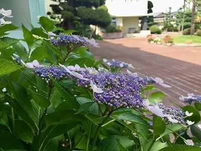 明日、体育祭予行です。