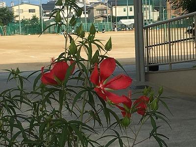 夏休みの学校