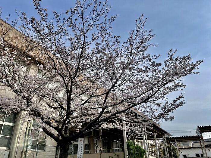 校内の桜がきれいです