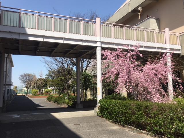 桜満開です
