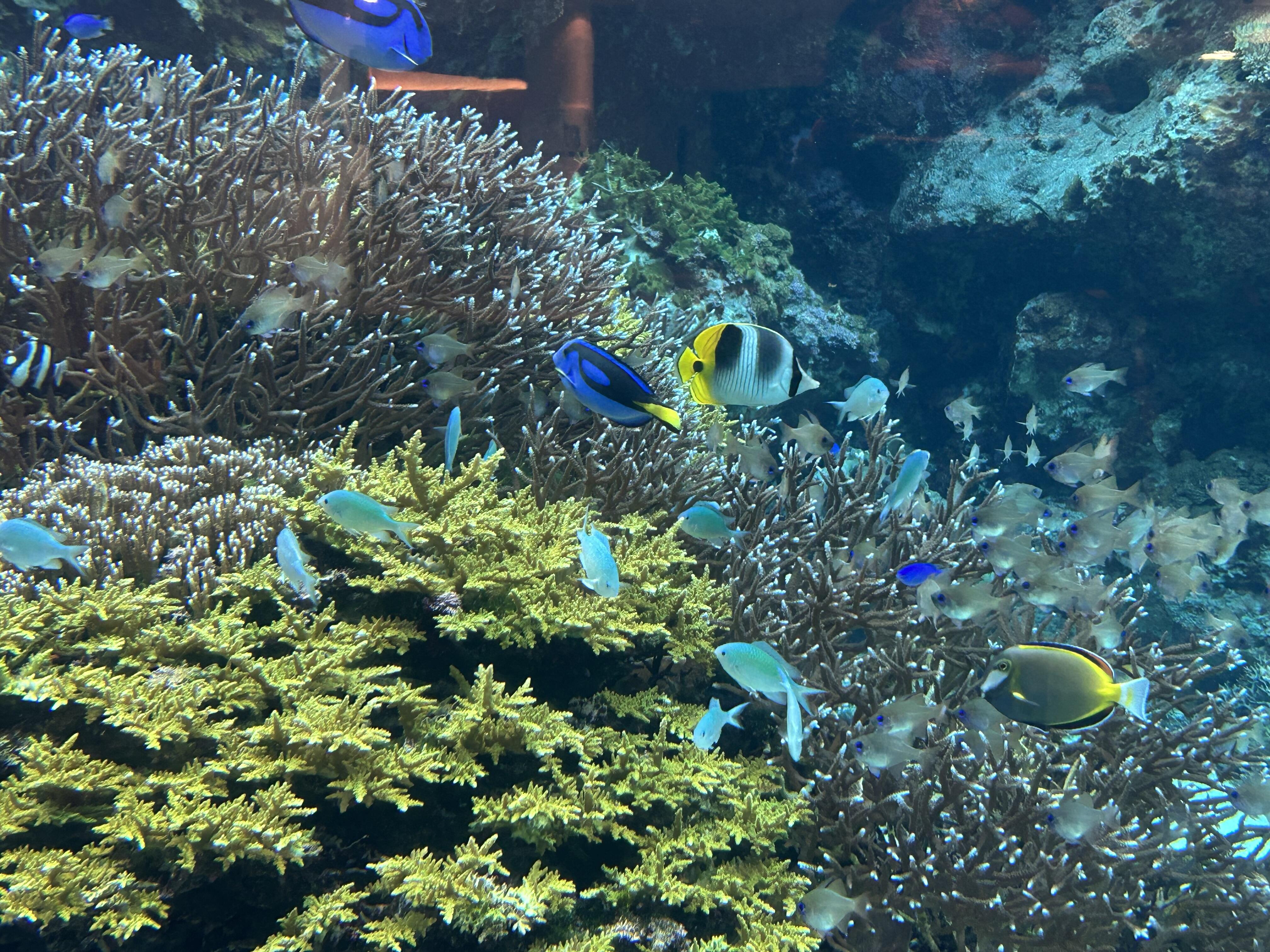IMG_5272.jpeg