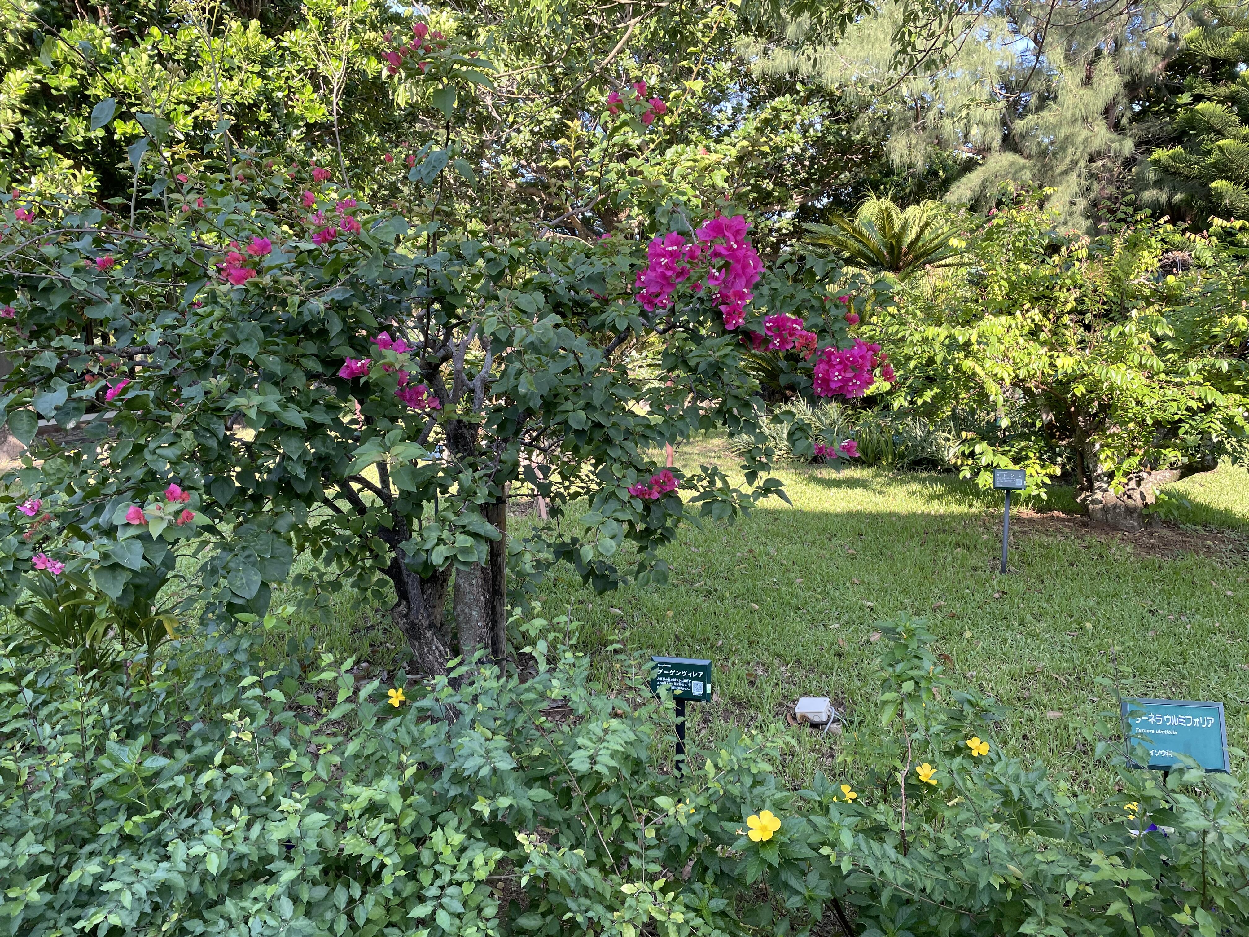 IMG_6542.jpeg