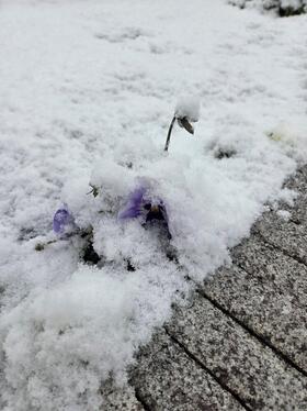 雪4.jpg