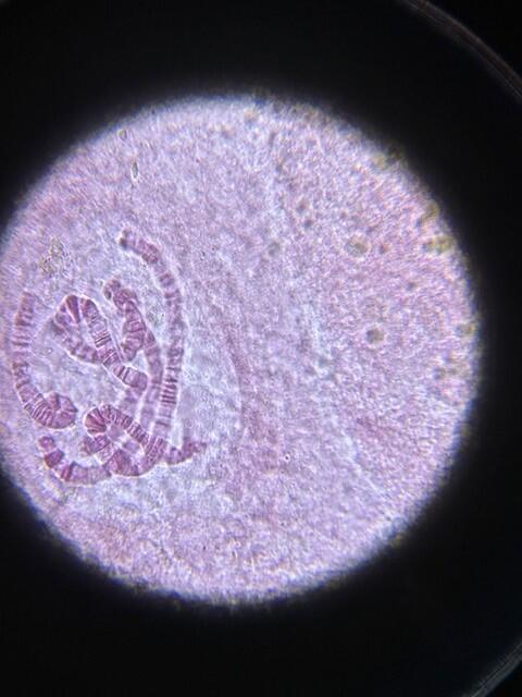 生物実験２.jpg