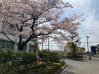 体育館ー南門 桜.jpg