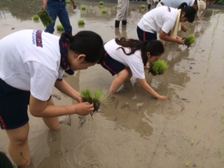 田植え4.JPG