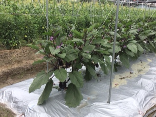 田植え6.JPG