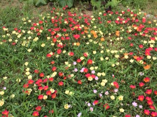 7月15日4.JPG