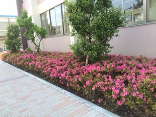 庭2.JPG