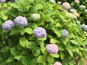 IMG_1655.jpeg