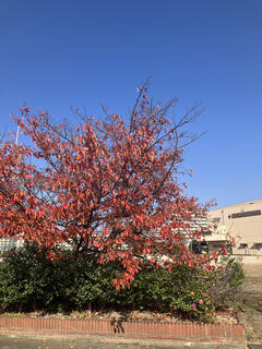 IMG_4687.jpeg