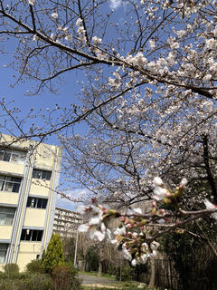 IMG_7531.jpeg