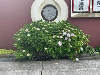 IMG_0334.jpeg