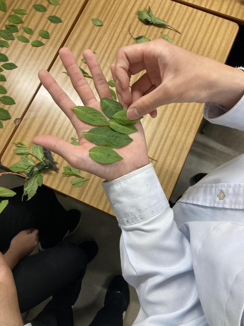 手藍.jpegのサムネイル画像