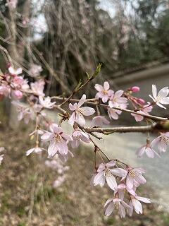 写真部＆山岳部☆春休みの活動(^^)/