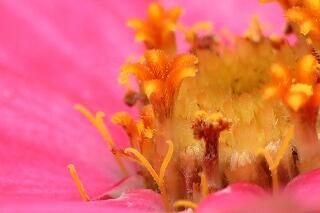 s-20240624花 (13)meshibe.jpg