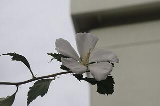 ムクゲの花が咲いています