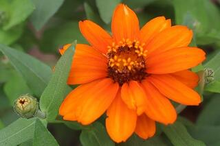 s-20240624花 (9).jpg