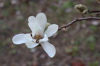 コブシの花が咲き始めました