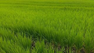 明日から5日間ブログ休みます