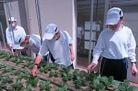 【高等部職業コース】 天の川市場 野菜販売について