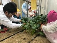 ②チンゲン菜 収穫の様子.jpg