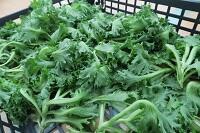 【高等部職業コース】天の川市場 野菜販売について