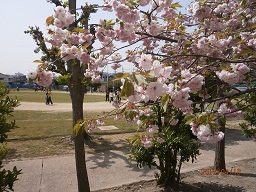八重桜.JPG