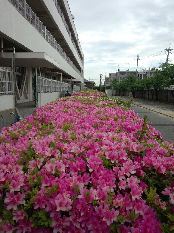 圧縮 DSC_2477.jpg